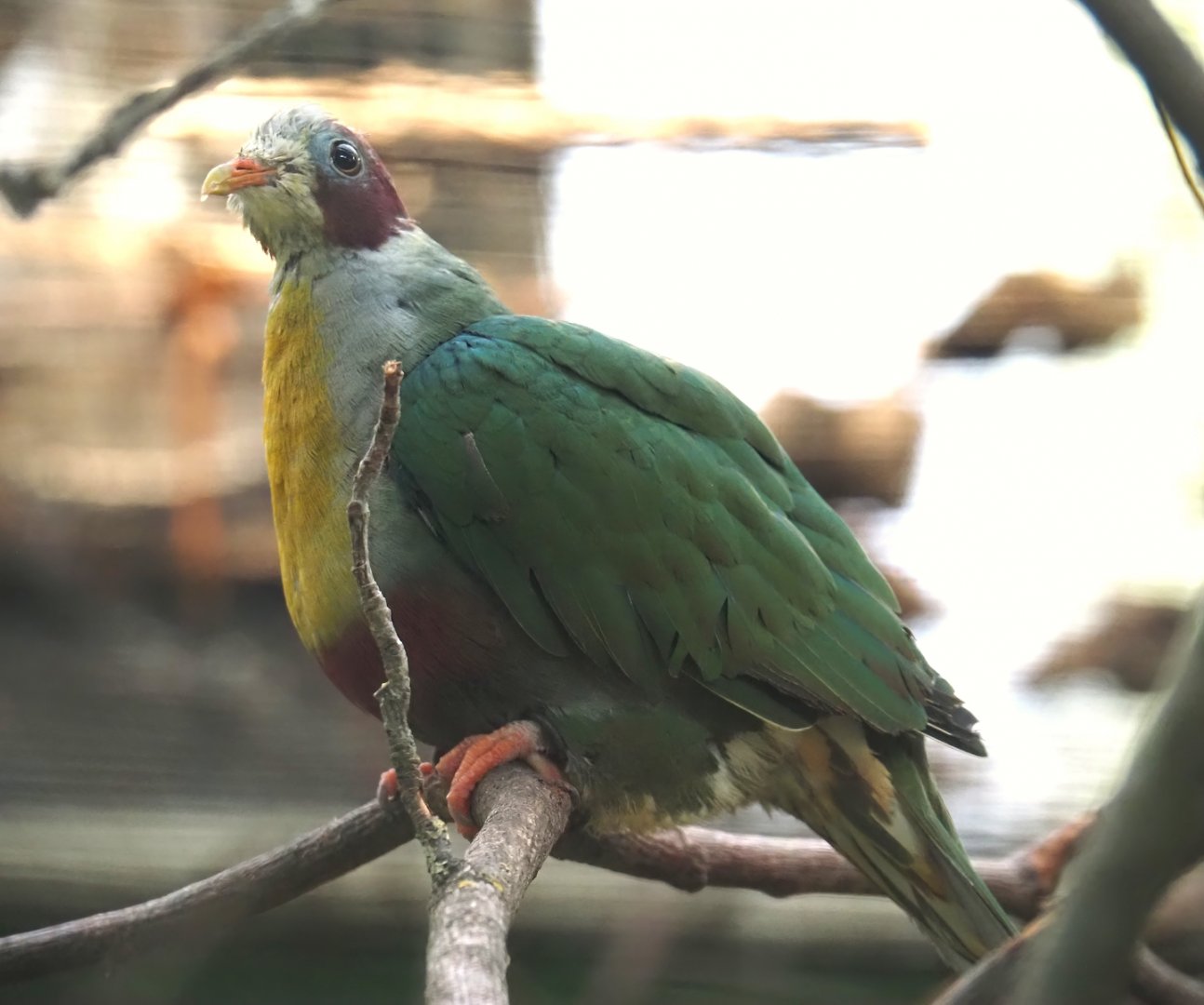 Yellow-breasted fruit-dove (Ramphiculus occipitalis), 2024-05-22