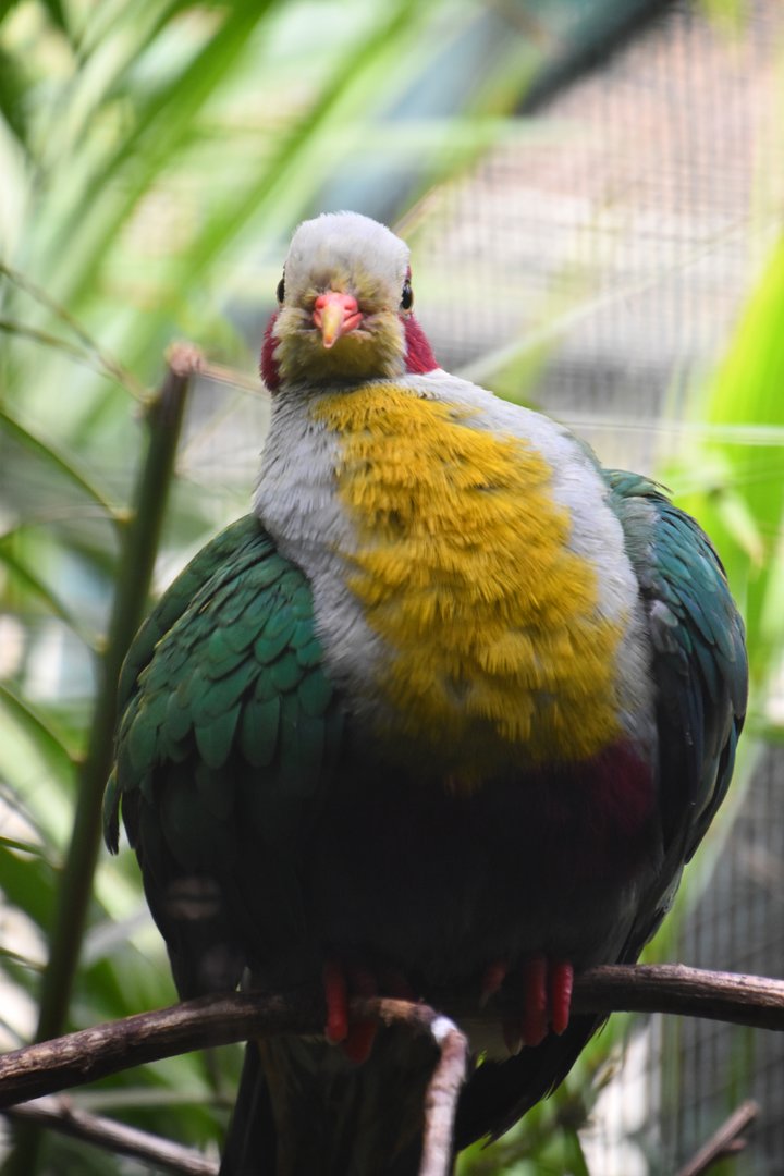 Yellow breasted fruit dove, Ramphiculus occipitalis