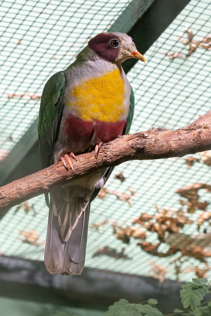 Yellow-breasted fruit-dove (Ramphiculus occipitalis)