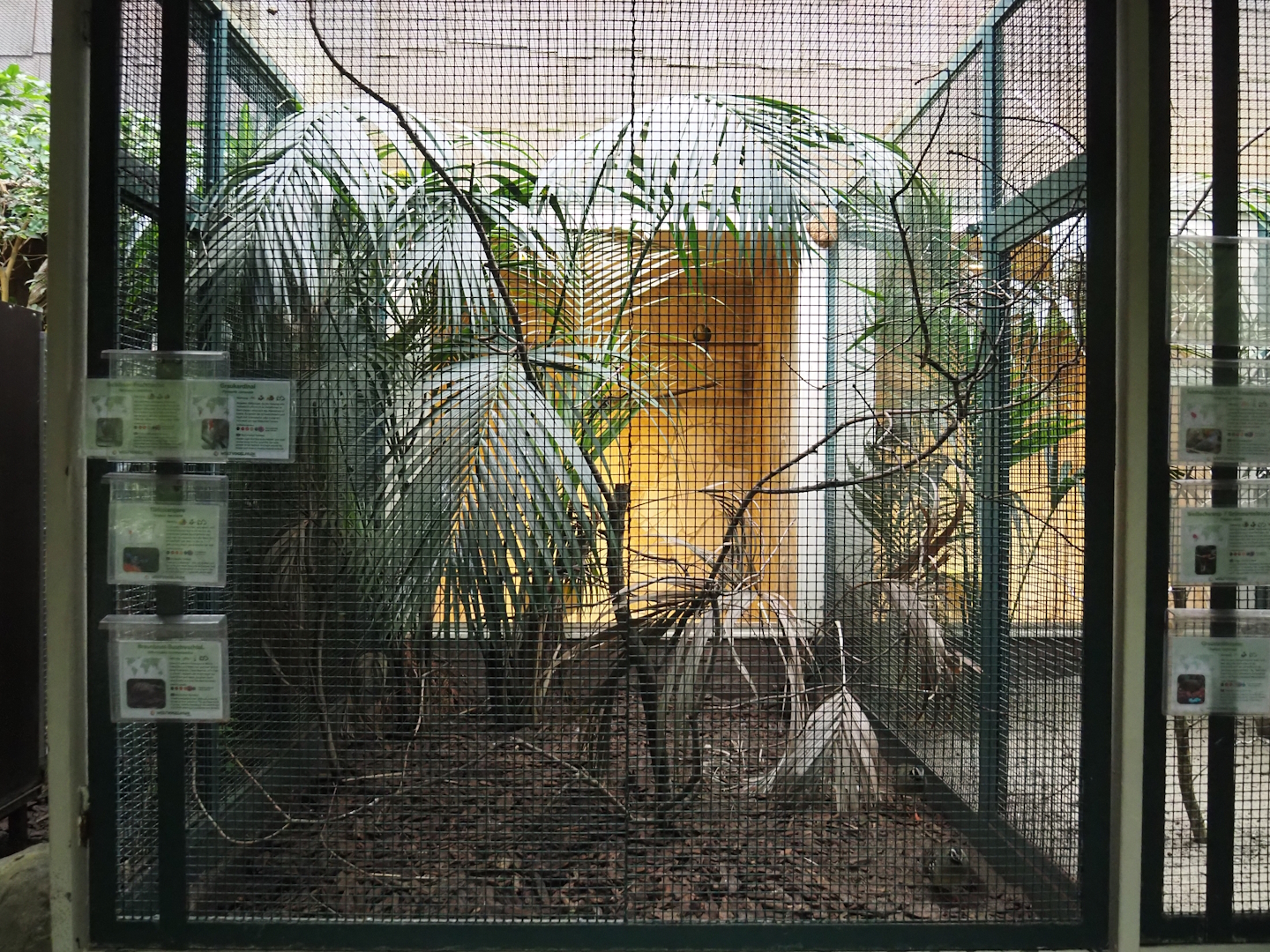 Yellow-breasted fruit-dove, Red-crested cardinal, Turqouise tanager and Bar-backed partridge aviary, 2024-05-22