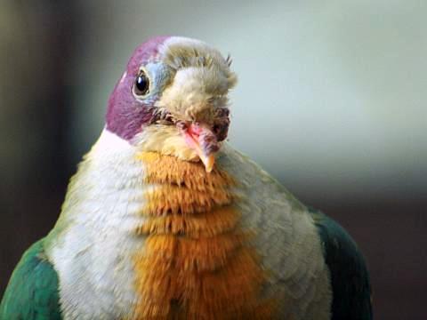 Yellow-breasted Fruit-dove