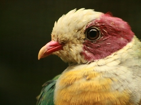 Yellow-breasted Fruit-dove