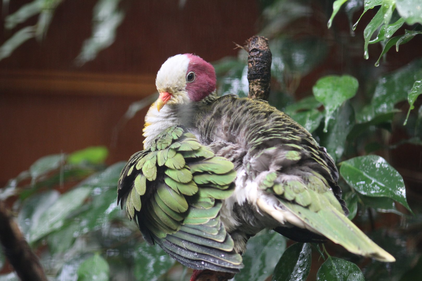 Yellow-Breasted Fruit-Dove