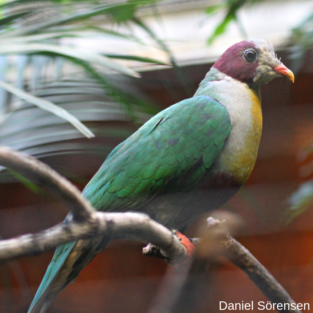 Yellow-breasted Fruit-dove