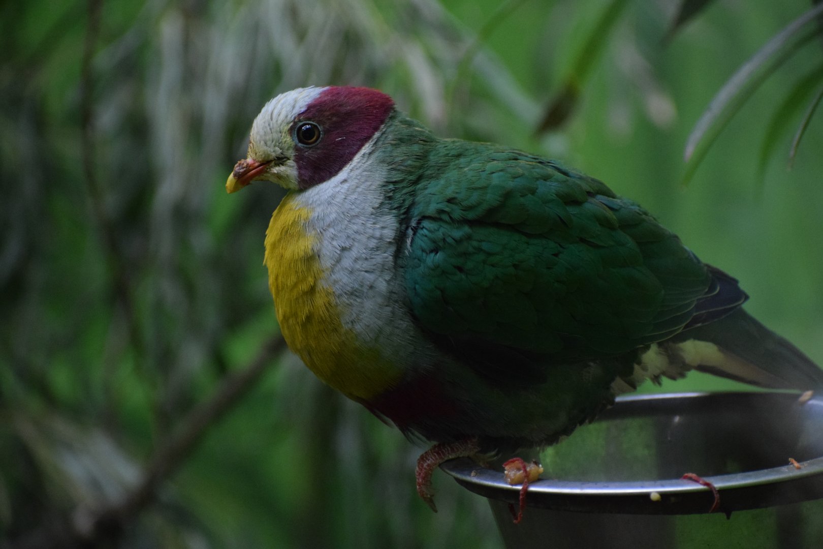 Yellow-breasted fruit-dove
