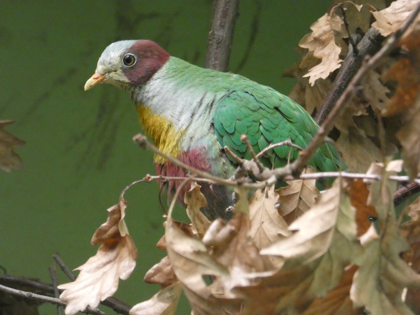 Yellow-breasted fruit-dove