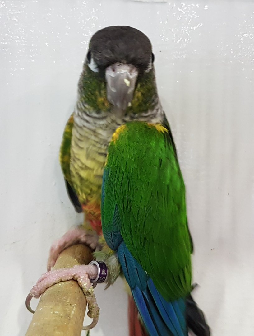 Yellow-breasted green-cheeked conure