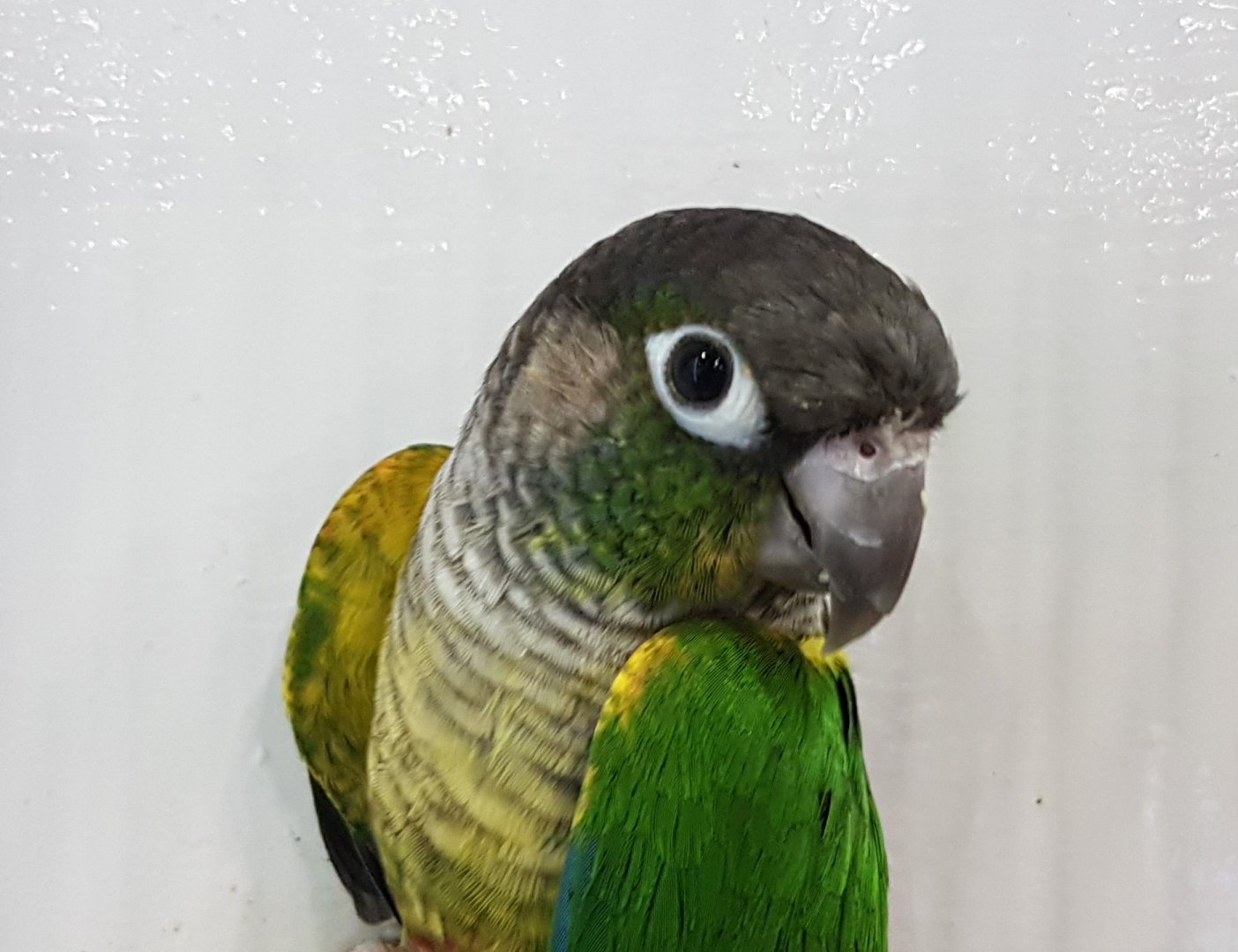Yellow-breasted green-cheeked conure