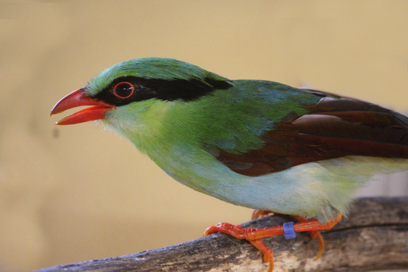Yellow-breasted Magpie (Cissa hypoleuca concolor)