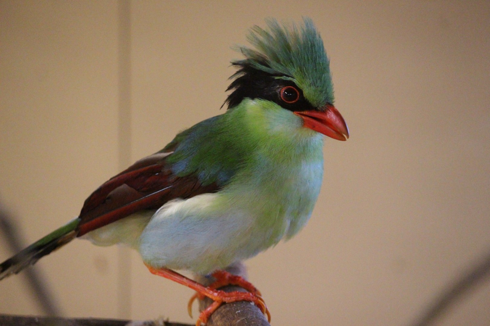 Yellow-breasted Magpie (Cissa hypoleuca concolor)
