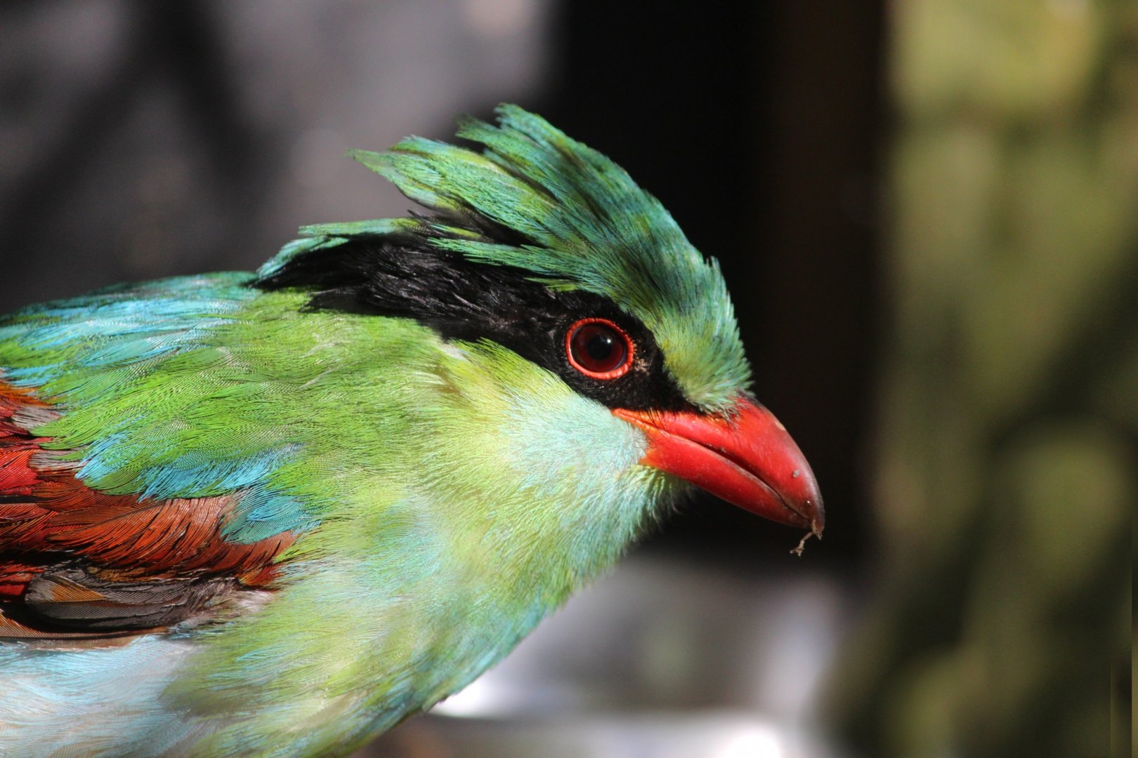 Yellow-breasted Magpie (Cissa hypoleuca concolor)
