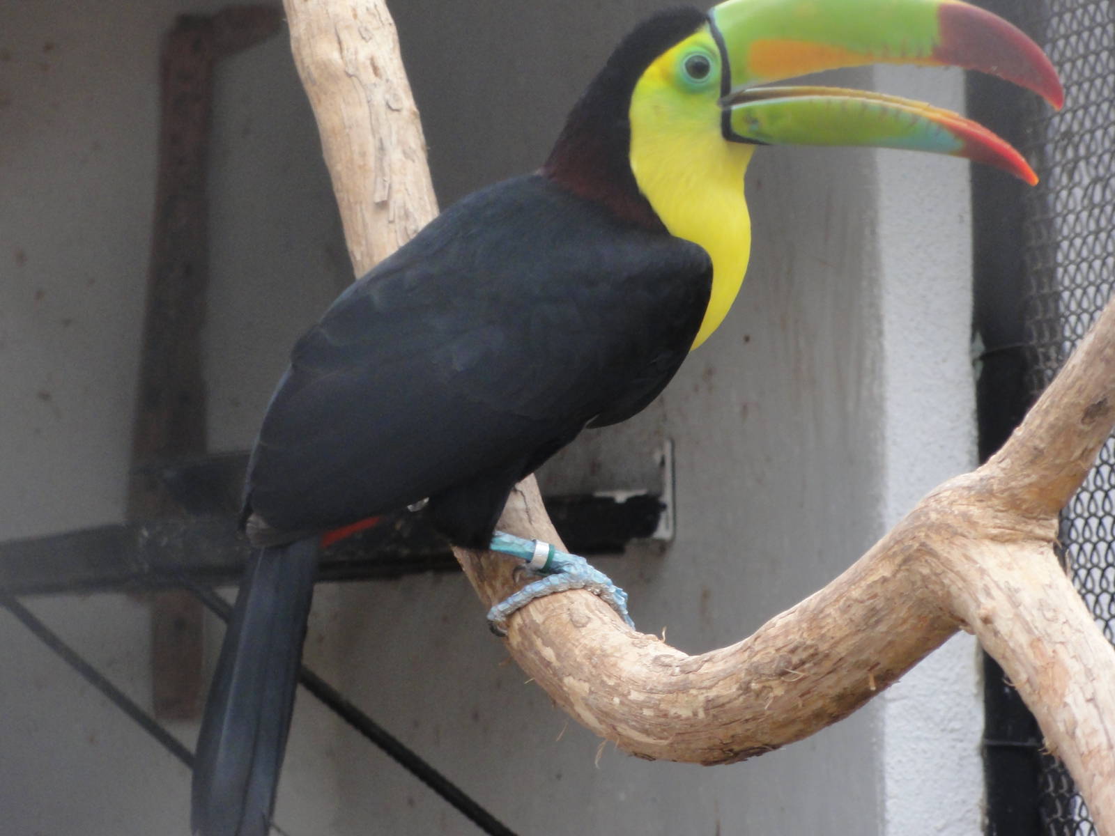 Yellow Breasted Toucan (or Keel-Billed)