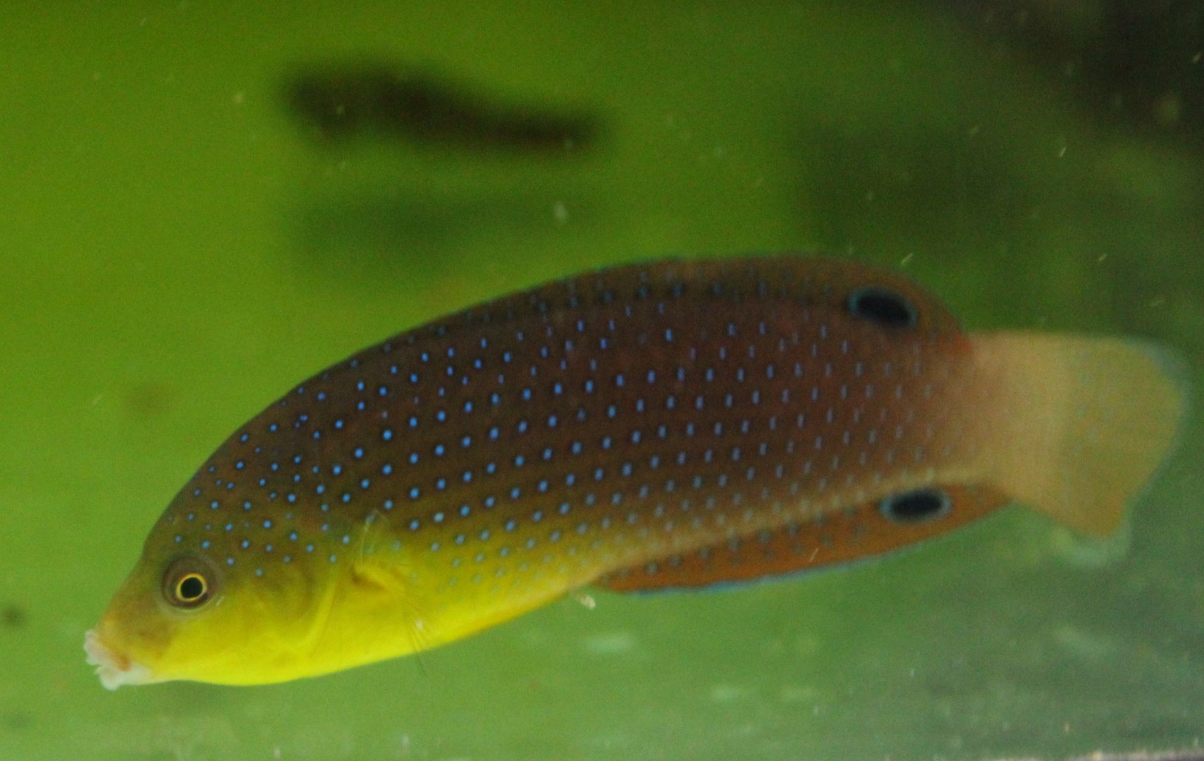 Yellow-breasted wrasse - Anampses twisti