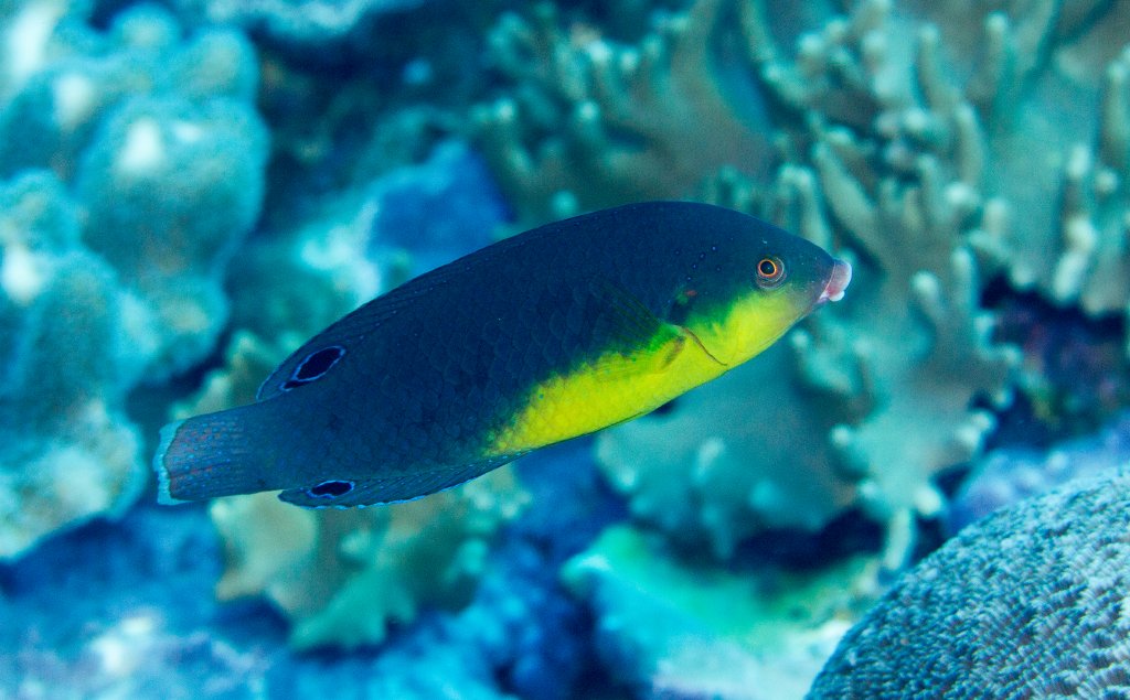 Yellow-breasted Wrasse