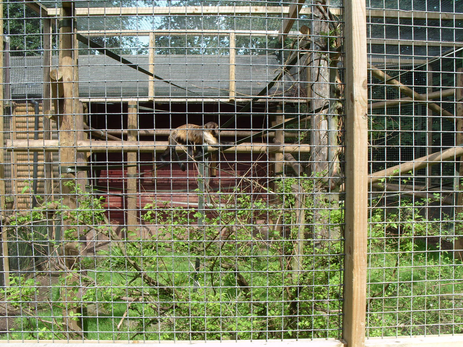 YELLOW BREATED CAPUCHIN ENCLOSURE