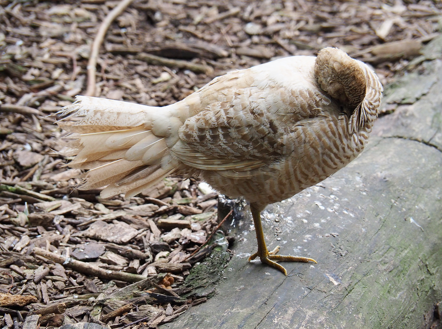 Yellow breeding form golden pheasant hen (Chrysolophus pictus), 2019-05-25