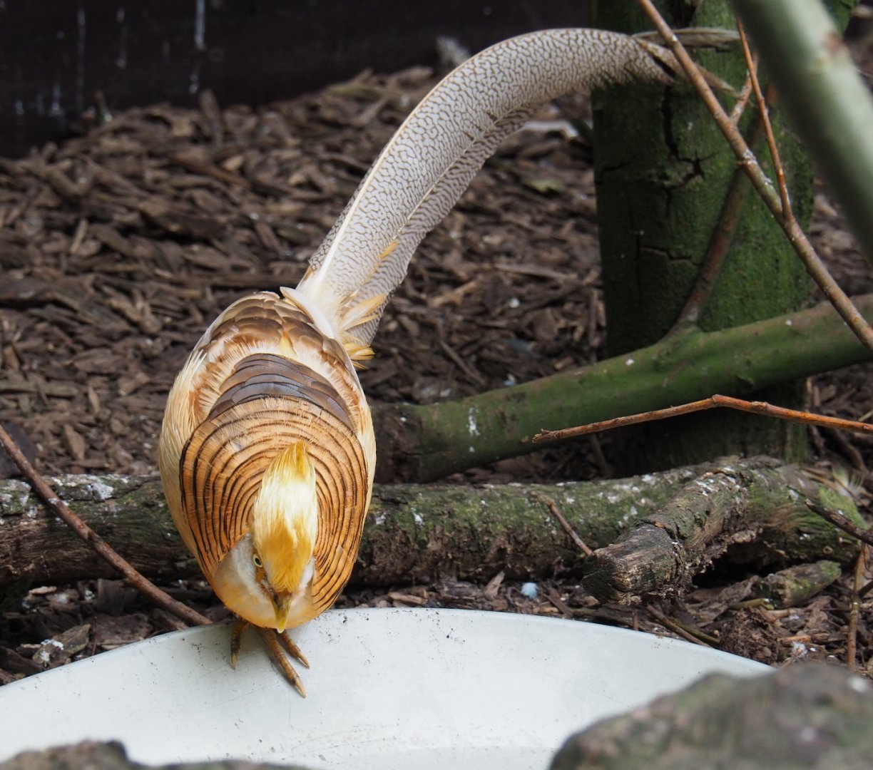 Yellow breeding form golden pheasant rooster (Chrysolophus pictus), 2019-05-25