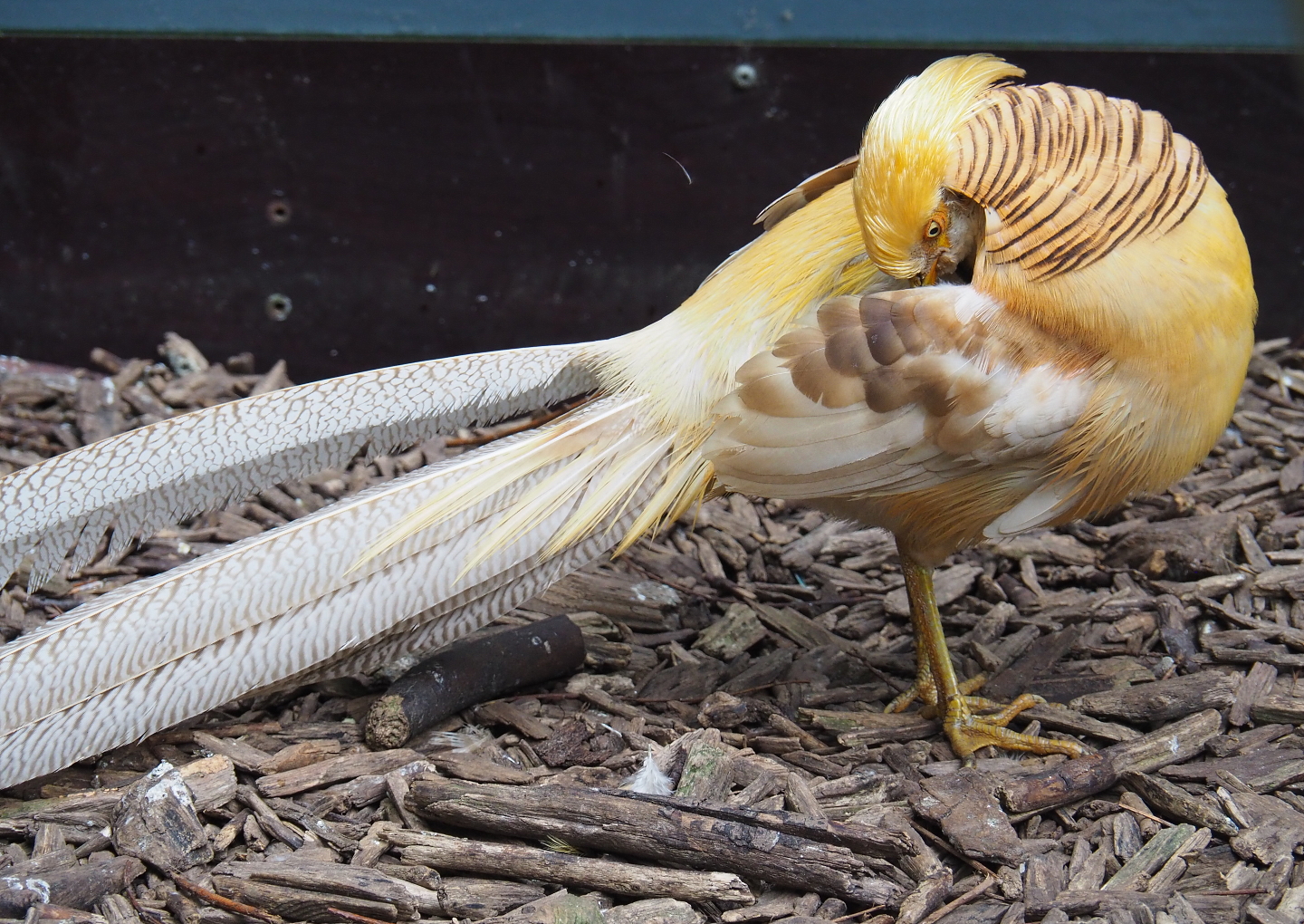 Yellow breeding form golden pheasant rooster (Chrysolophus pictus), 2019-05-25