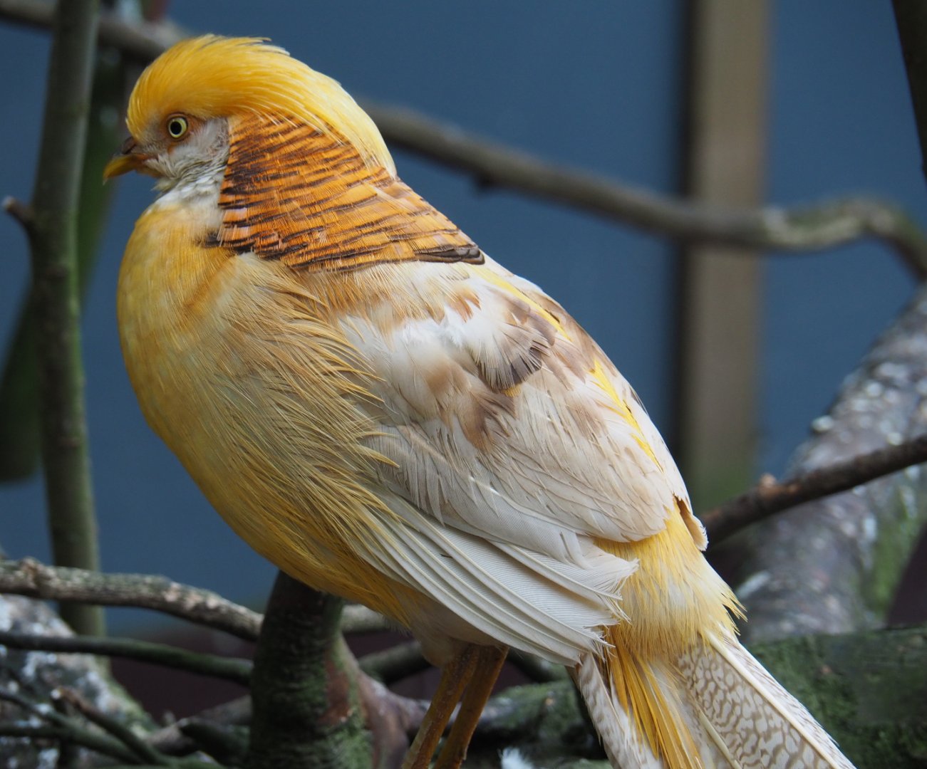 Yellow breeding form golden pheasant rooster (Chrysolophus pictus), 2019-05-25