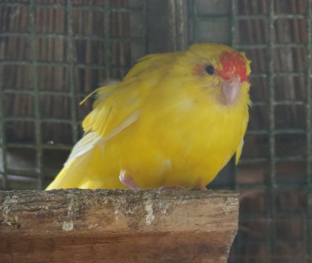 Yellow breeding form Red-crowned kakariki (Cyanoramphus novaezelandiae), 2019-05-25