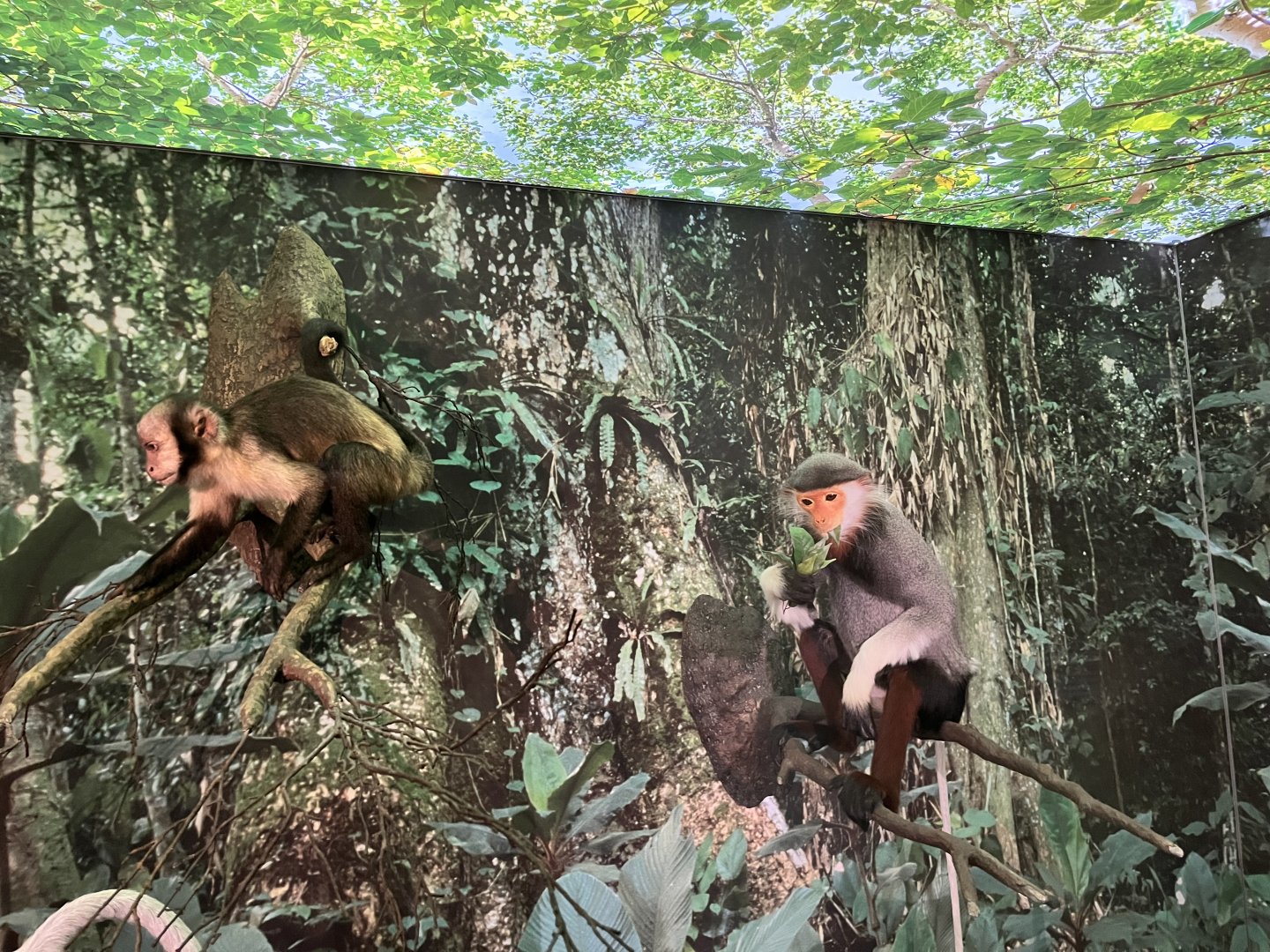 Yellow-brested capuchin and red-shanked douc 1.8.25