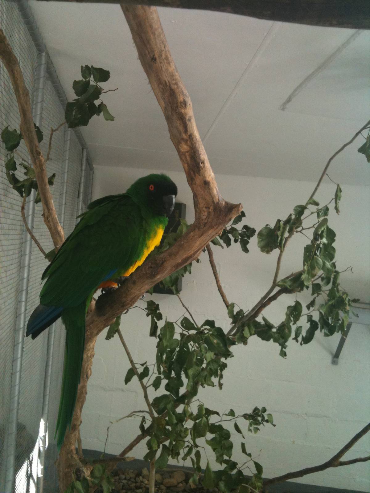 Yellow brested Musk parrot