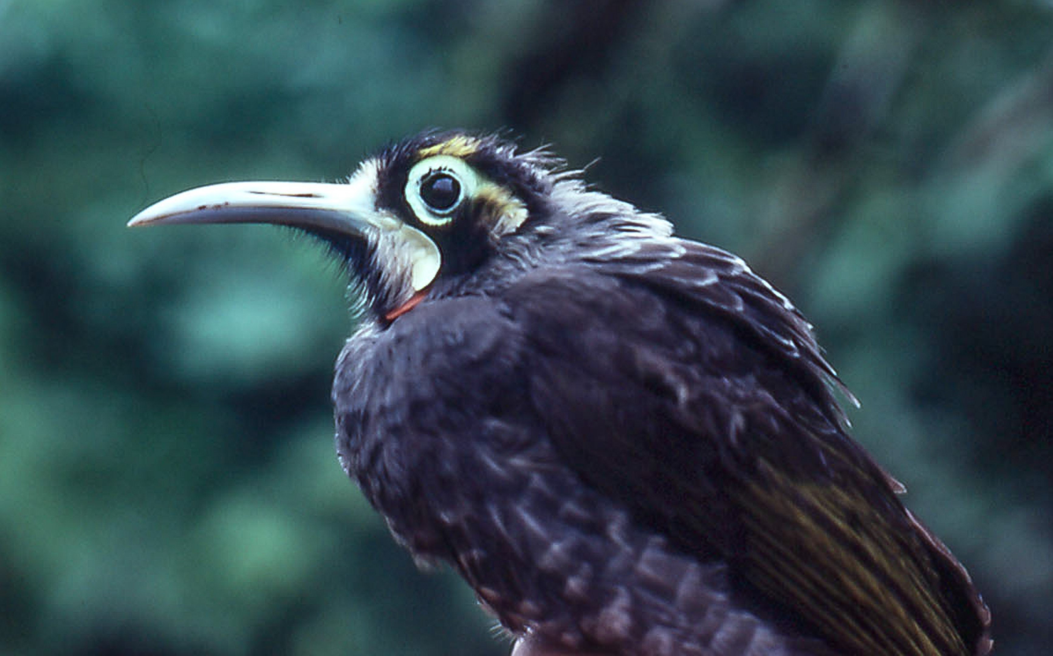 Yellow-browed Melidectes