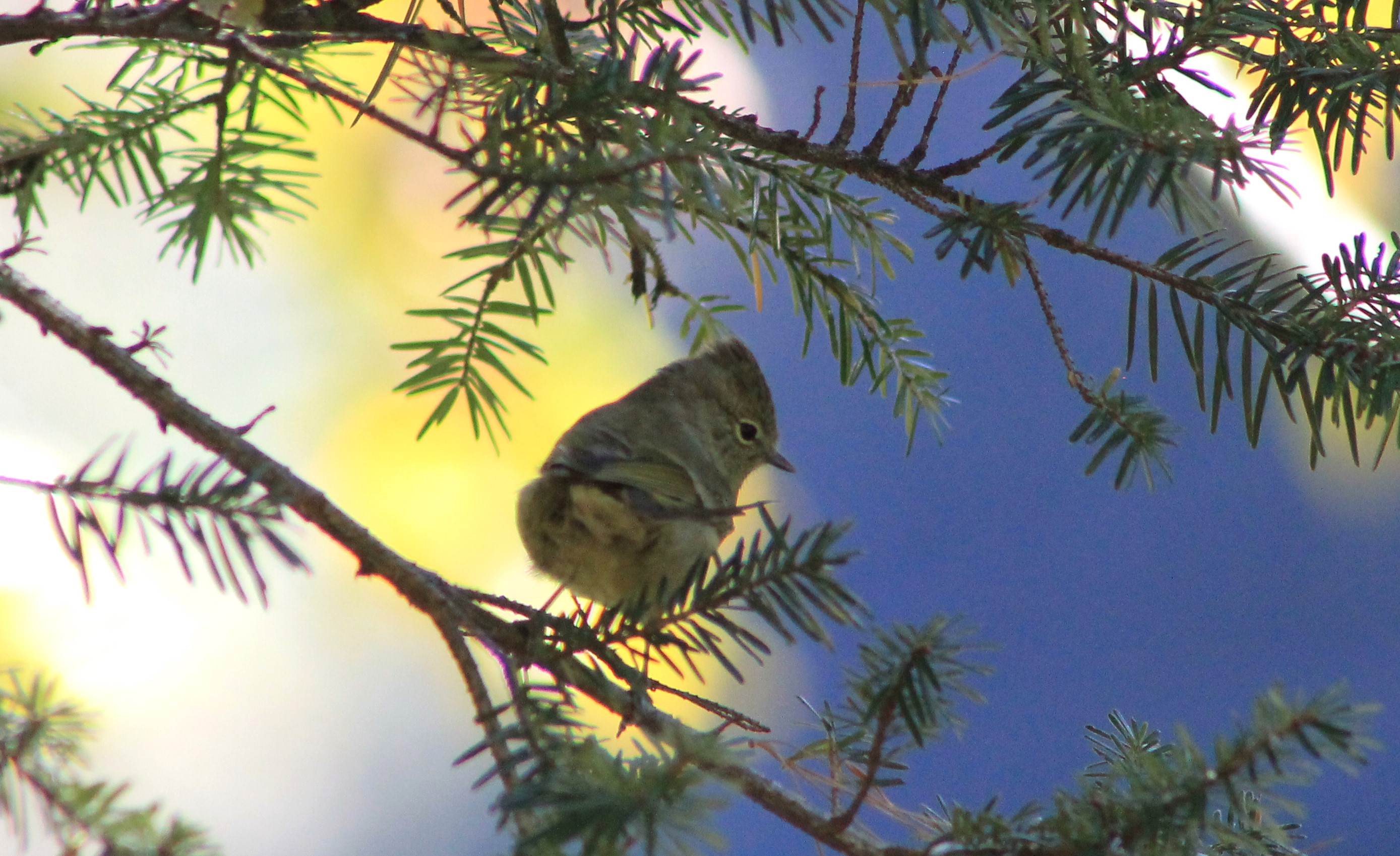 Yellow-browed Tit (Sylviparus modestus)
