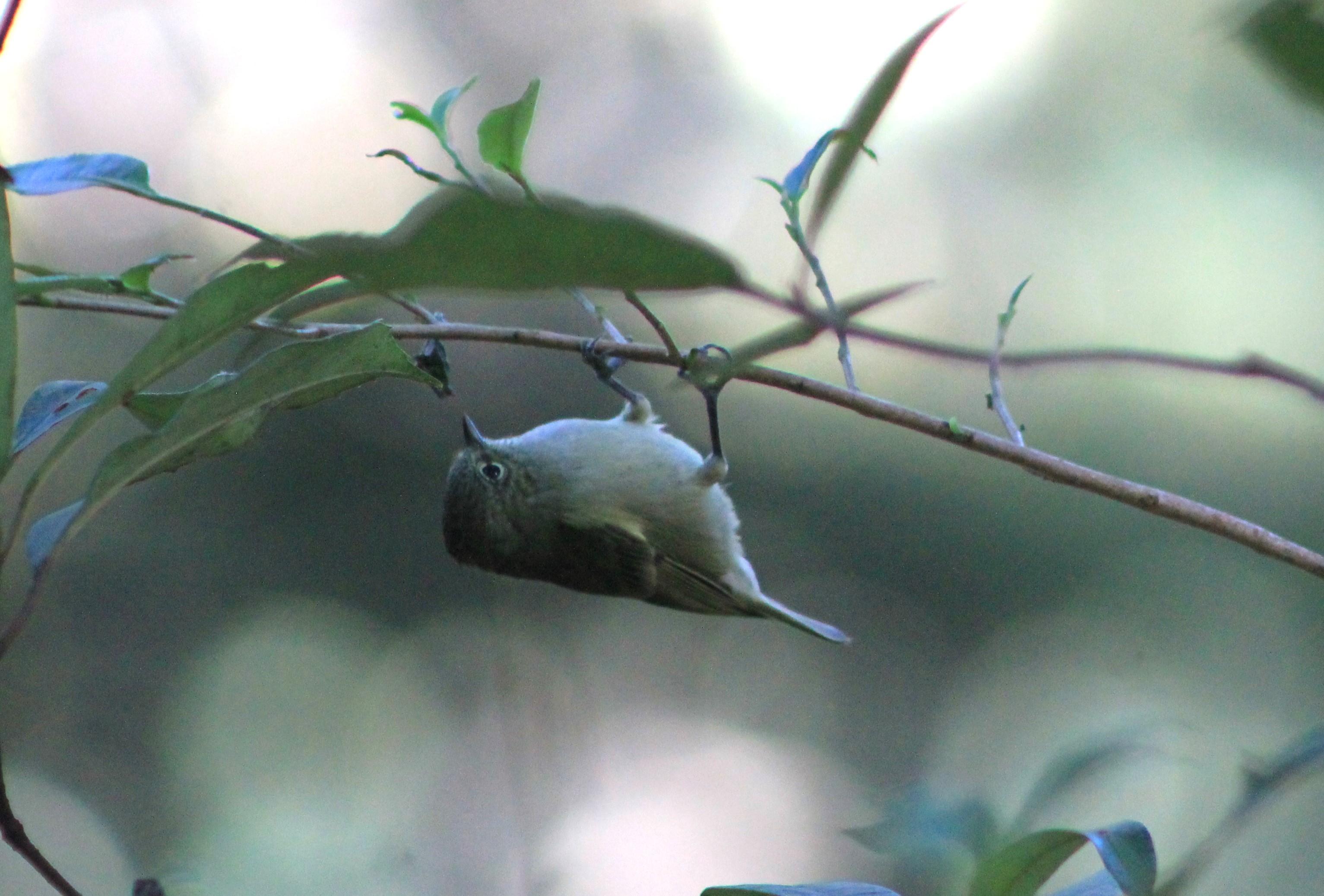 Yellow-browed Tit (Sylviparus modestus)