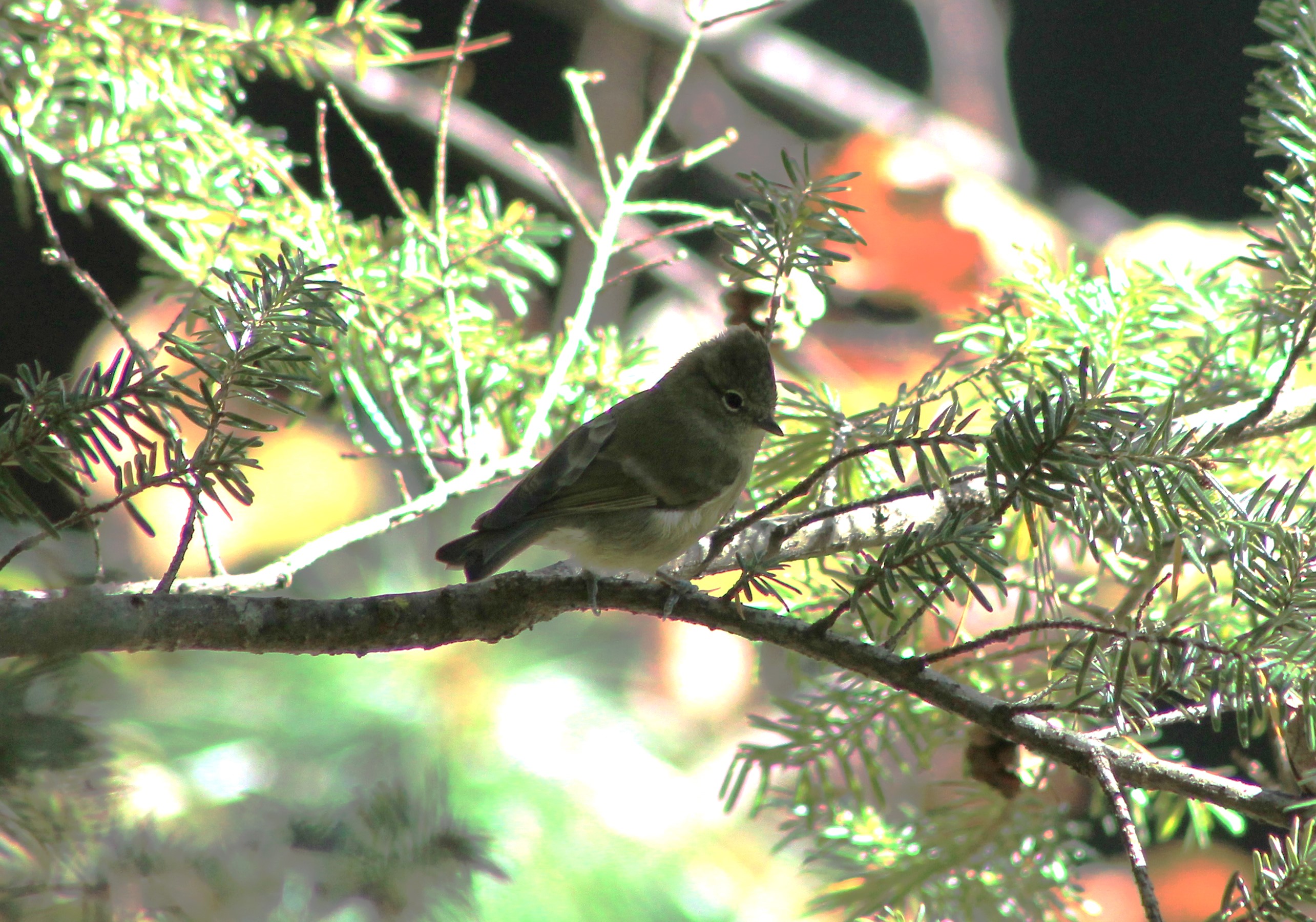 Yellow-browed Tit (Sylviparus modestus)