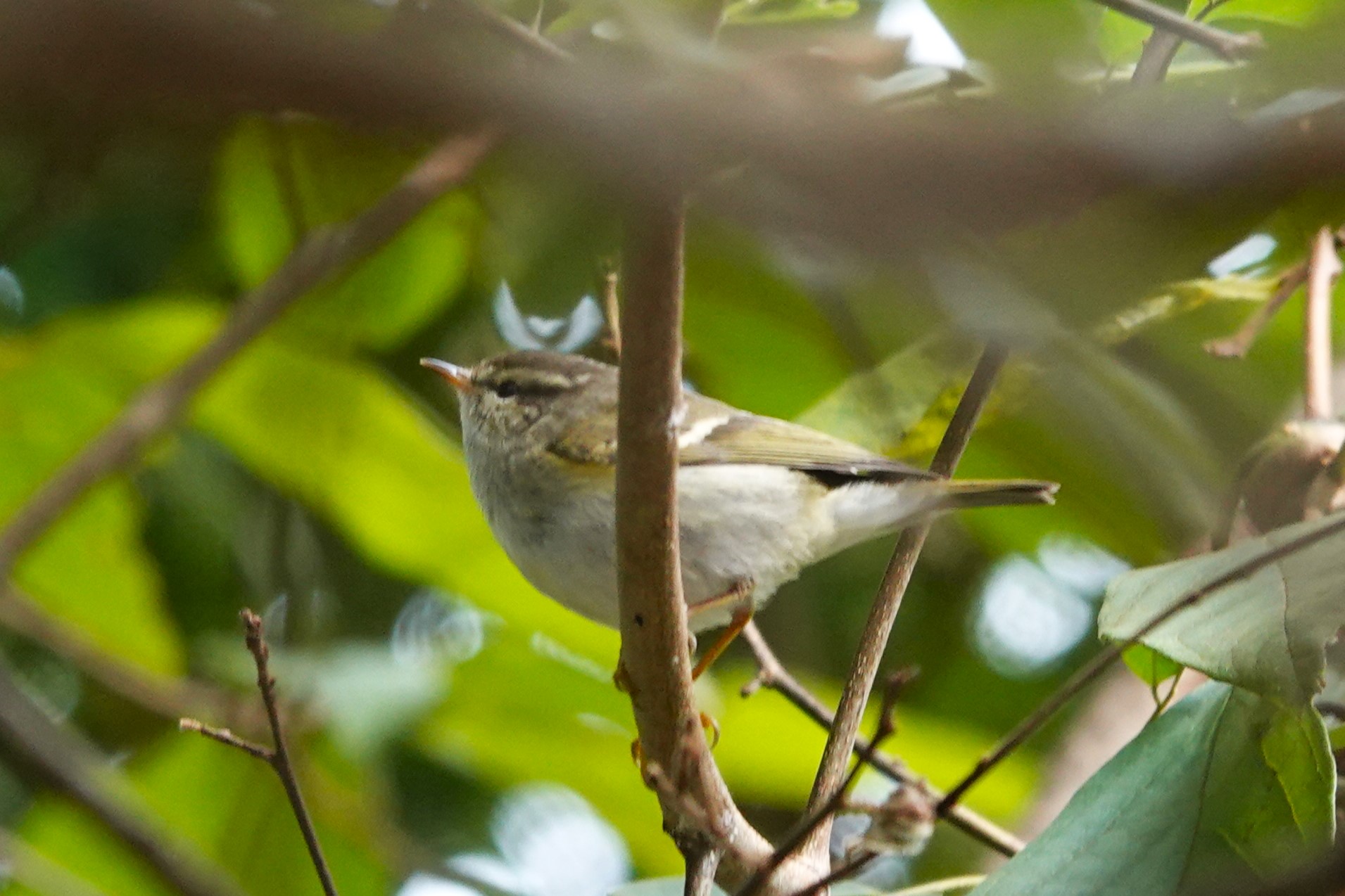 Yellow-browed Warbler