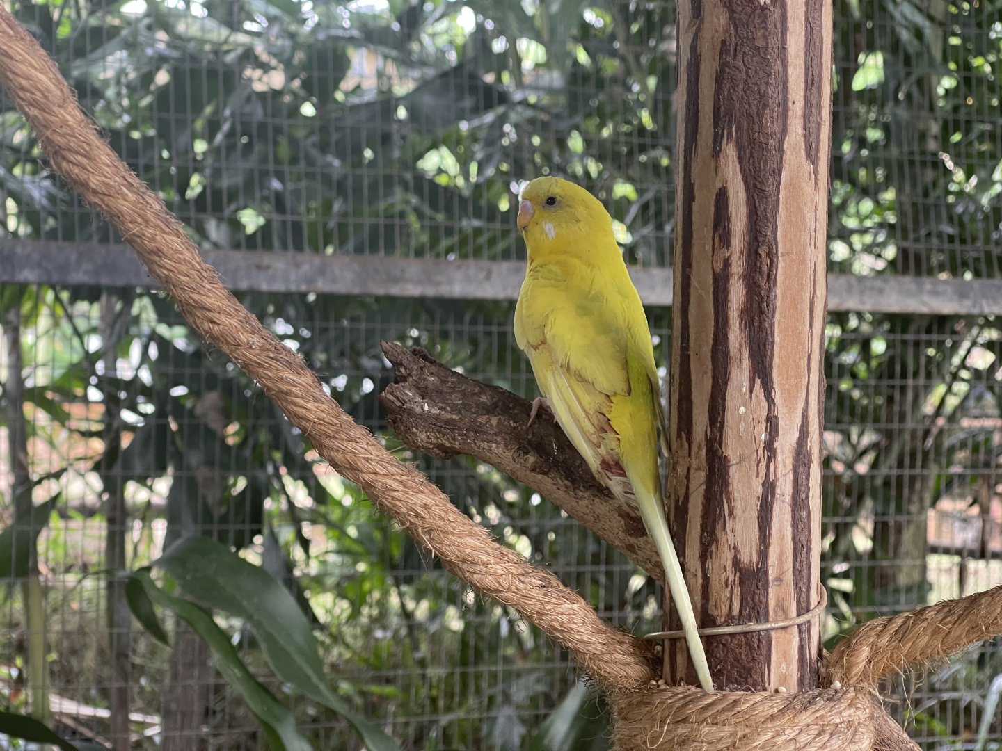 yellow budgerigar (melopsittacus undulatus) (1) - aviary park
