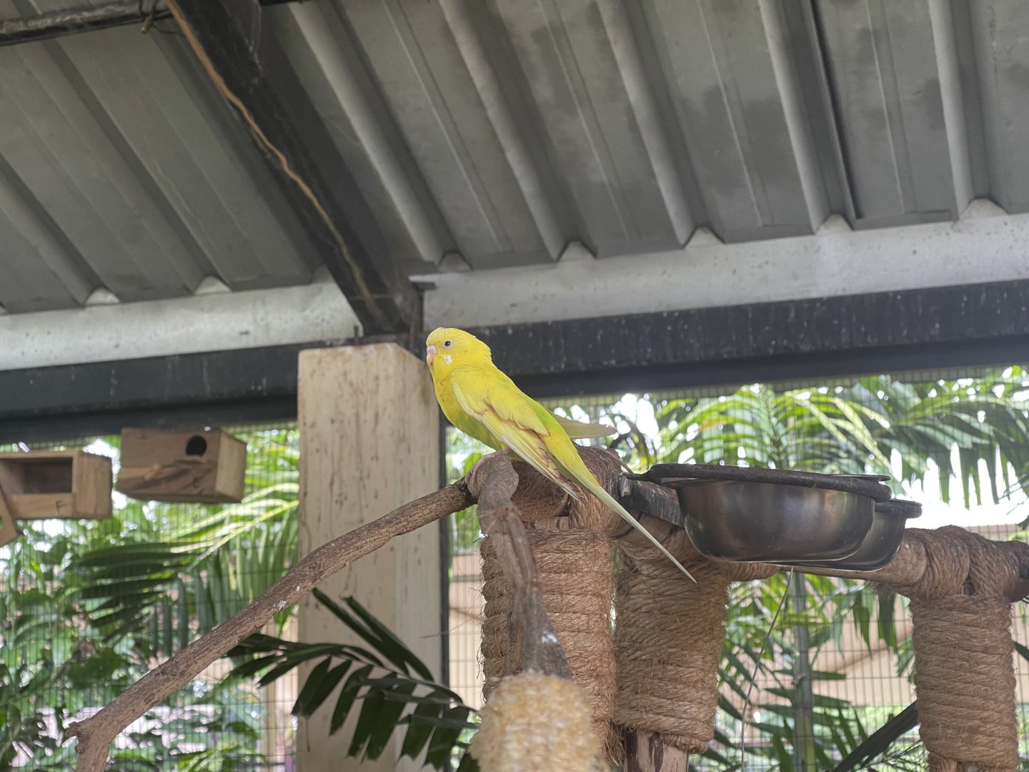 yellow budgerigar (melopsittacus undulatus) (2) - aviary park