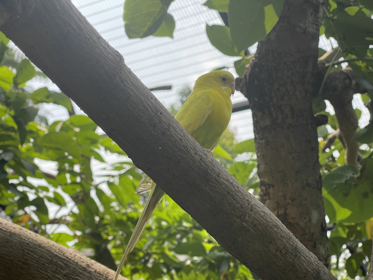 yellow budgerigar (melopsittacus undulatus) (3) - aviary park