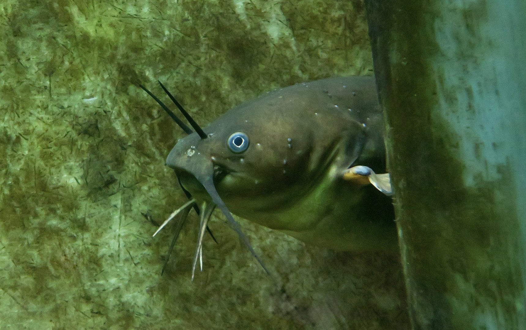 Yellow Bullhead Catfish (Ameiurus natalis) - Cold Spring Harbor Fish Hatchery & Aquarium