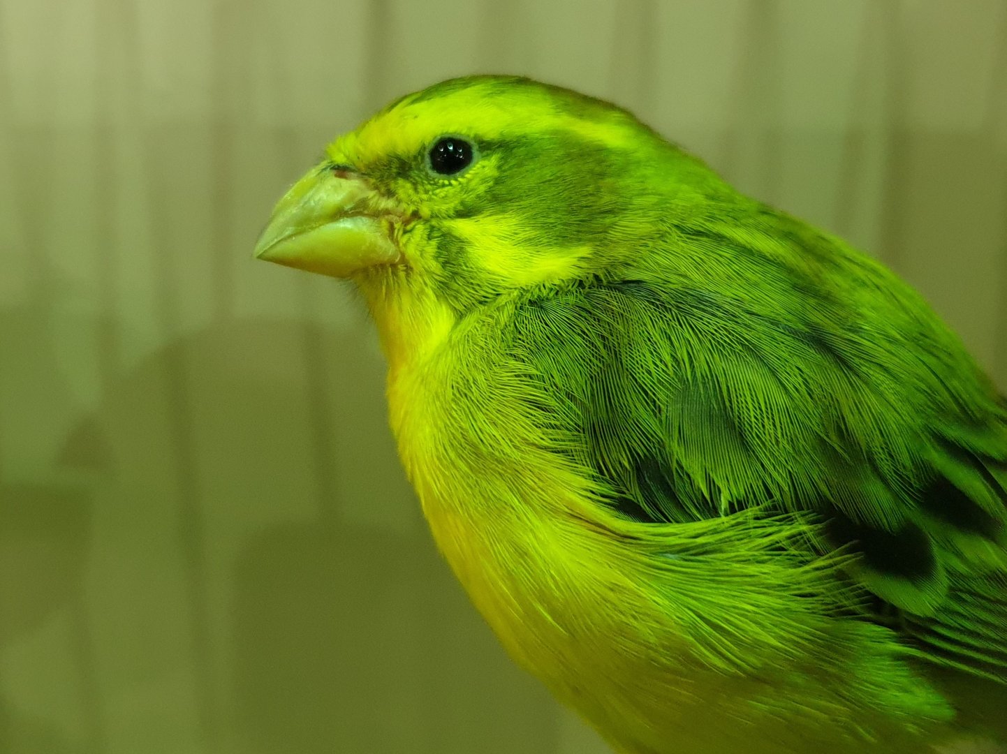 Yellow canary - Serinus flaviventris