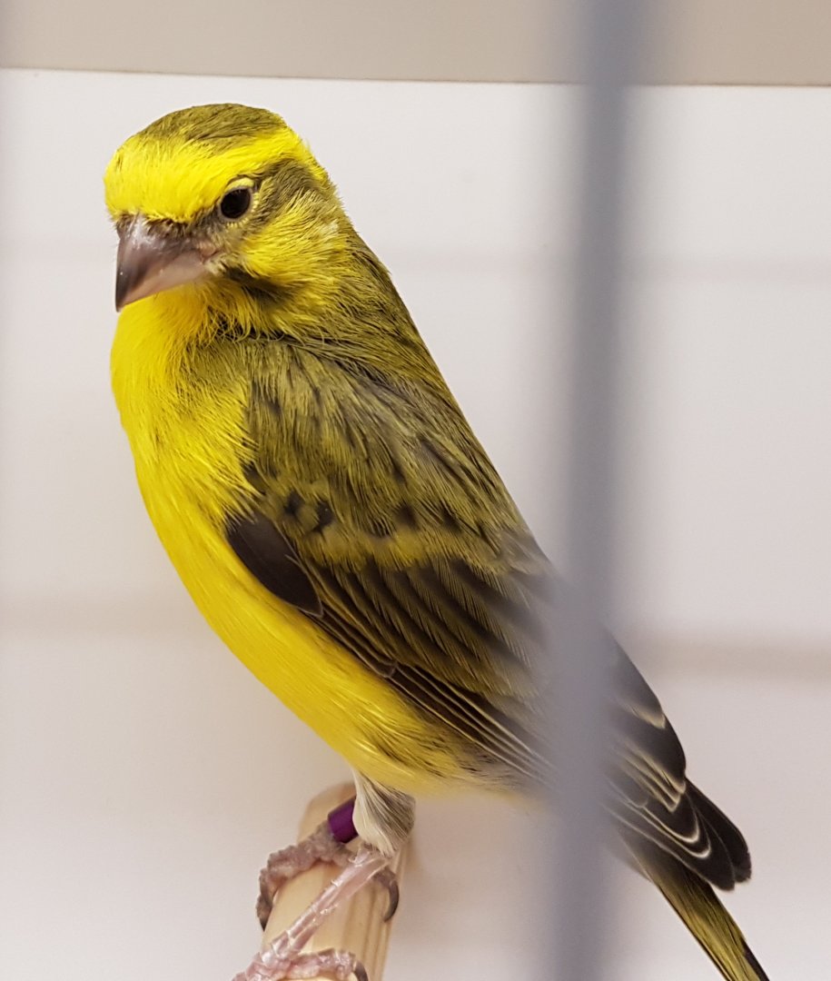 Yellow canary