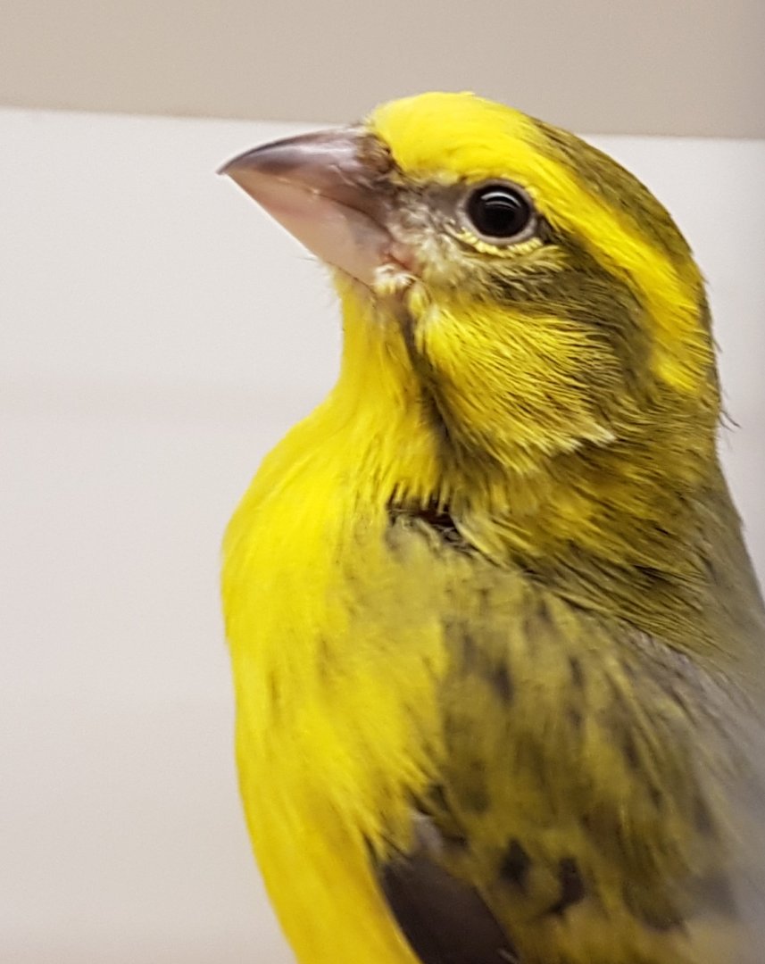 Yellow canary
