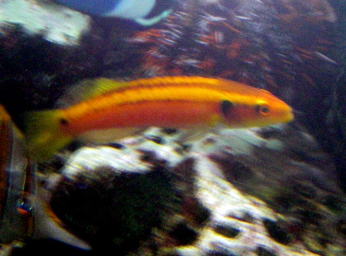 Yellow Candy Hogfish (Bodianus bimaculatus)