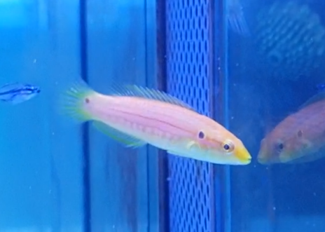 Yellow candy hogfish - Bondianus bimaculatus