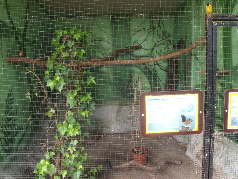 Yellow cardinal and black-breasted thrush cage (April 19th, 2015)