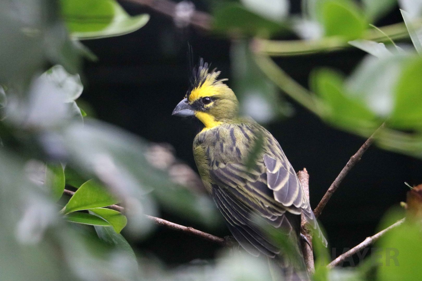 Yellow cardinal, April 2016