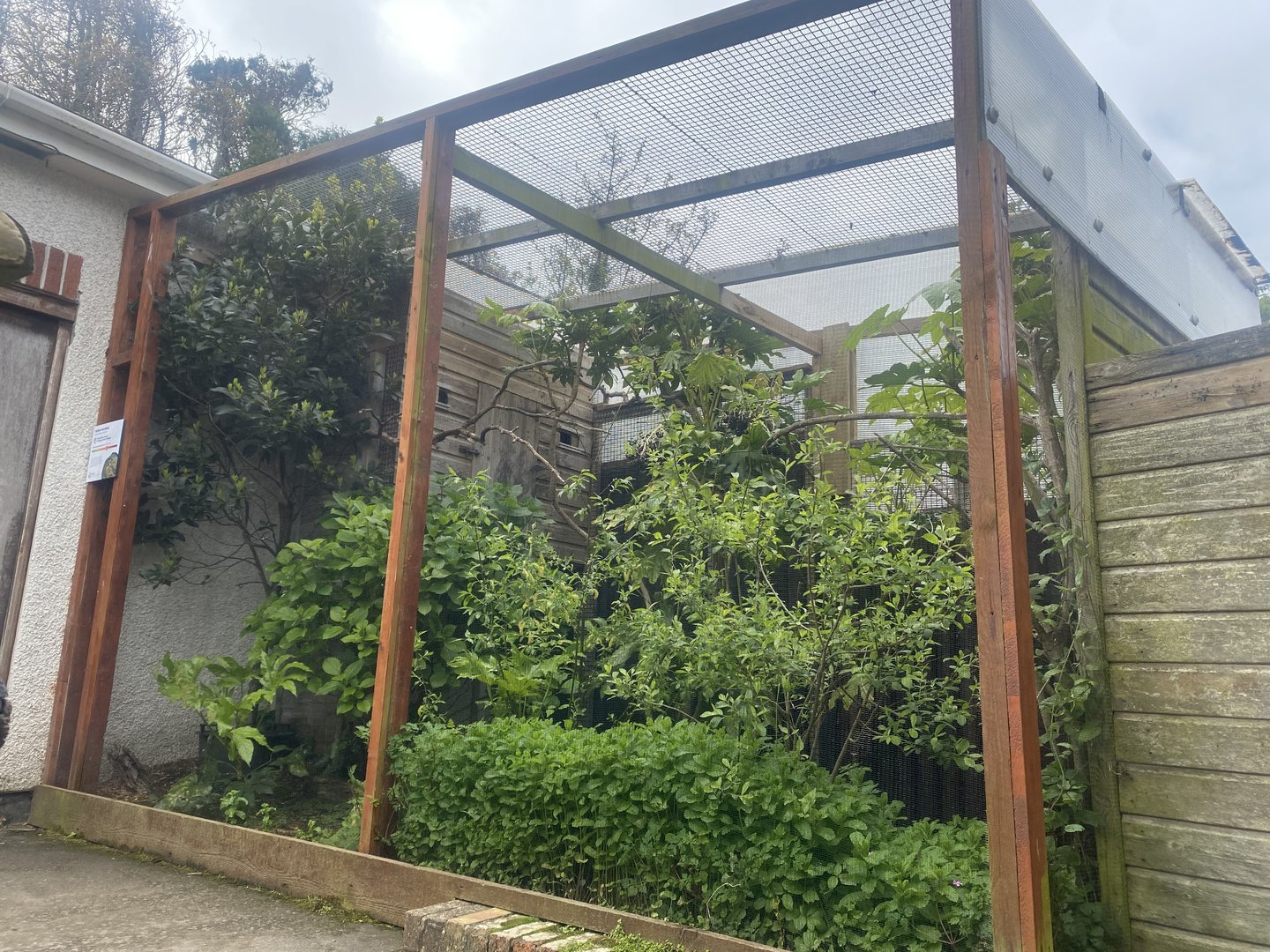 Yellow cardinal aviary 060523