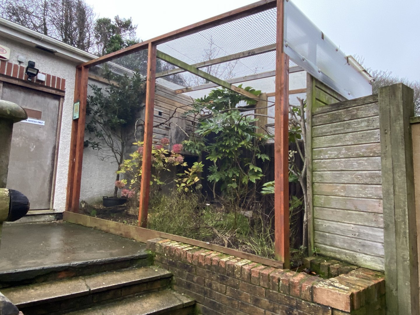 Yellow cardinal aviary 111221