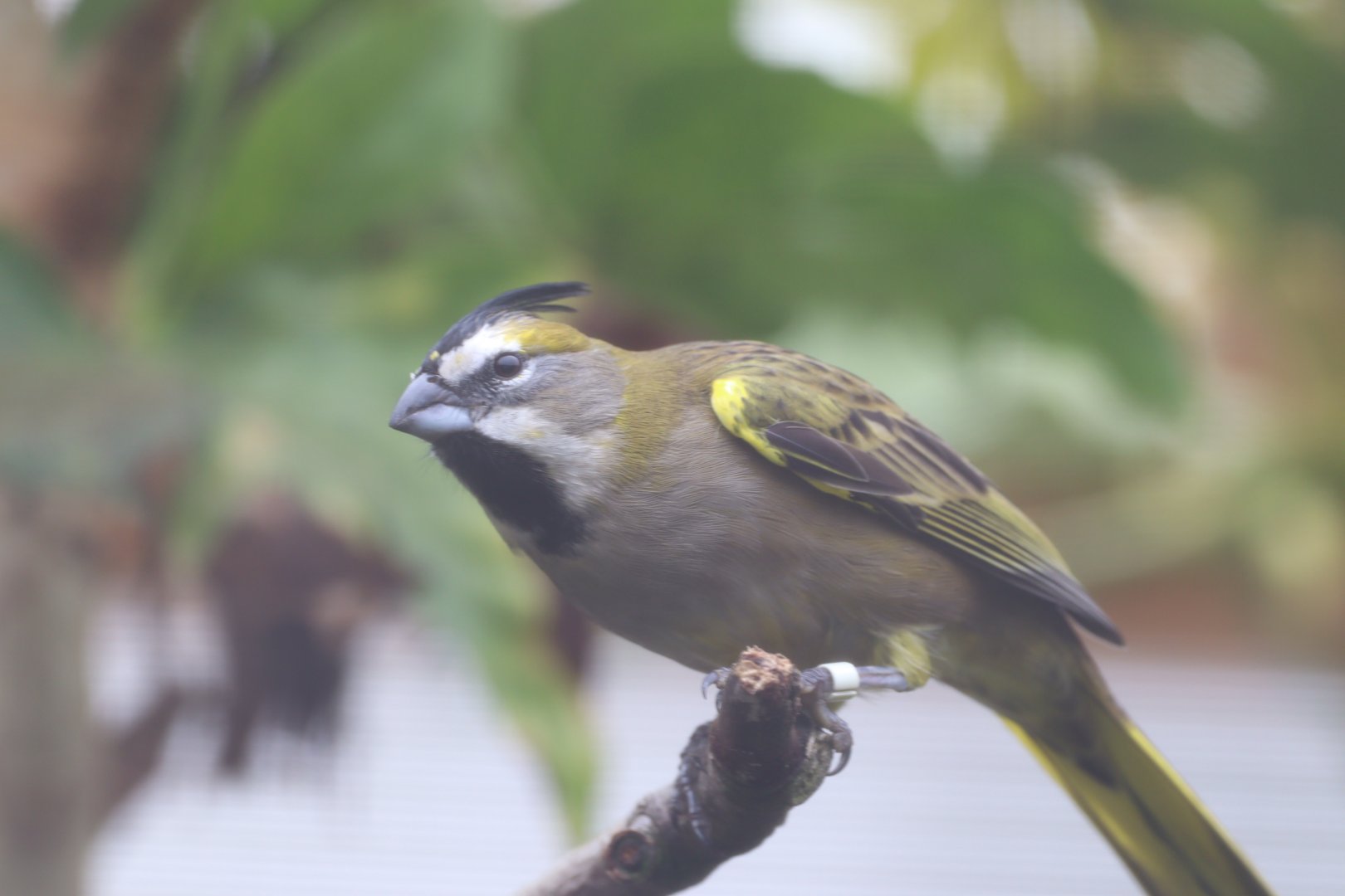 Yellow Cardinal, female