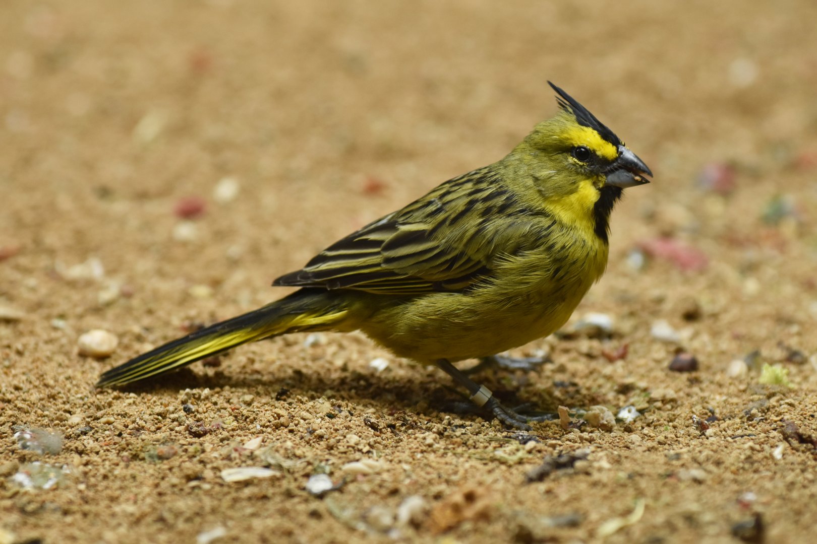 Yellow Cardinal Gubernatrix cristata