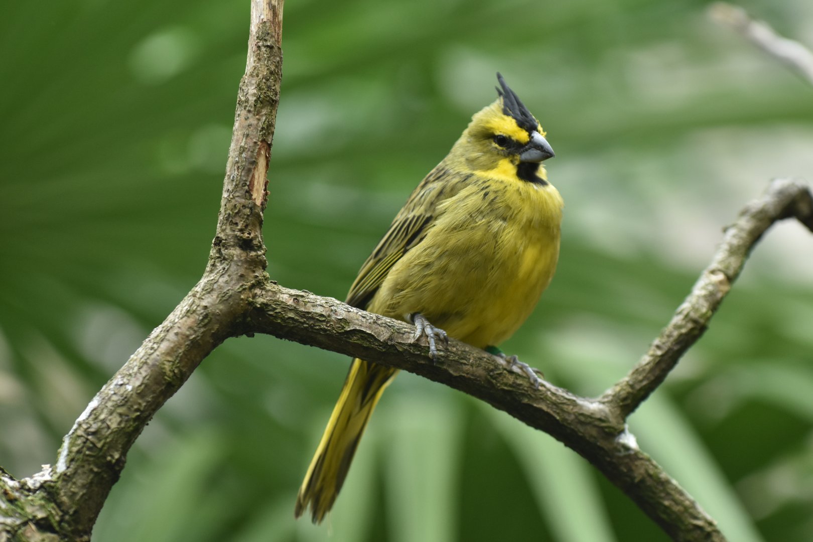 Yellow Cardinal Gubernatrix cristata