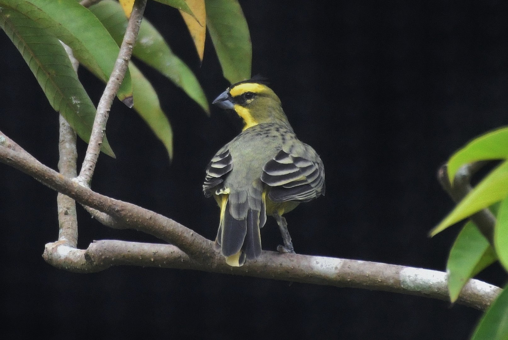 Yellow Cardinal (Gubernatrix cristata)