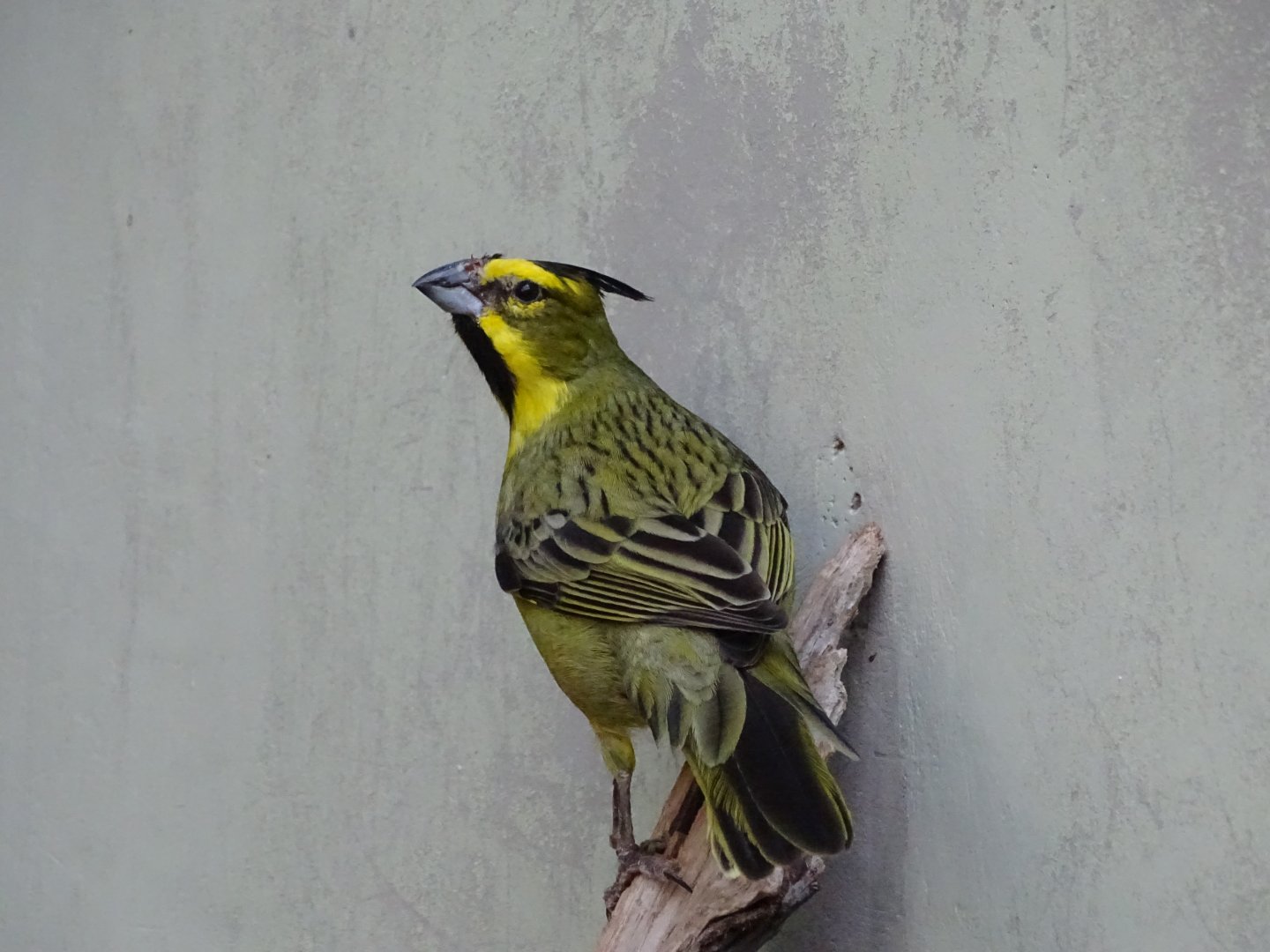 Yellow Cardinal (Gubernatrix cristata)
