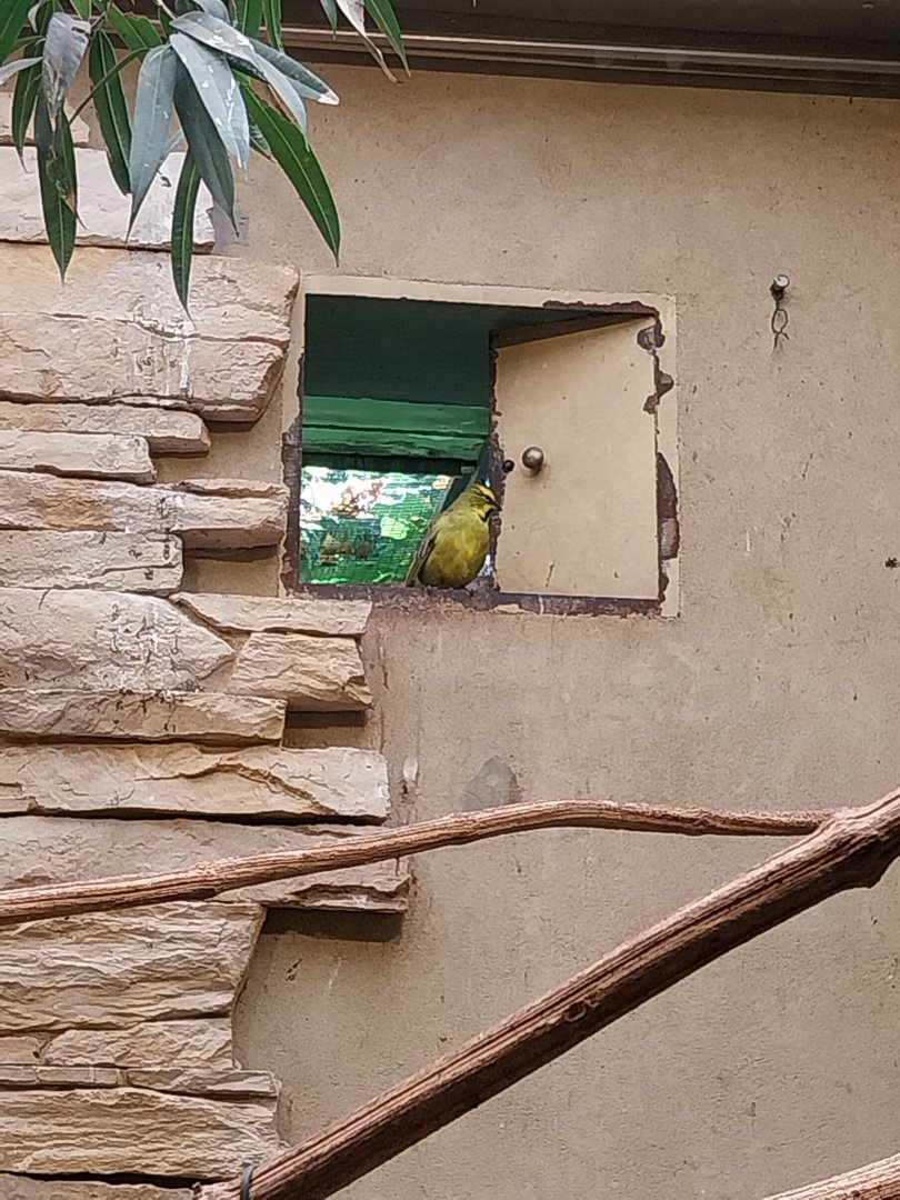 Yellow cardinal (Gubimatrix cristata)